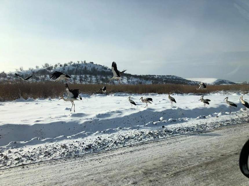 FOTO / Imagini spectaculoase cu ninsorile abundente şi fenomenele extreme din România