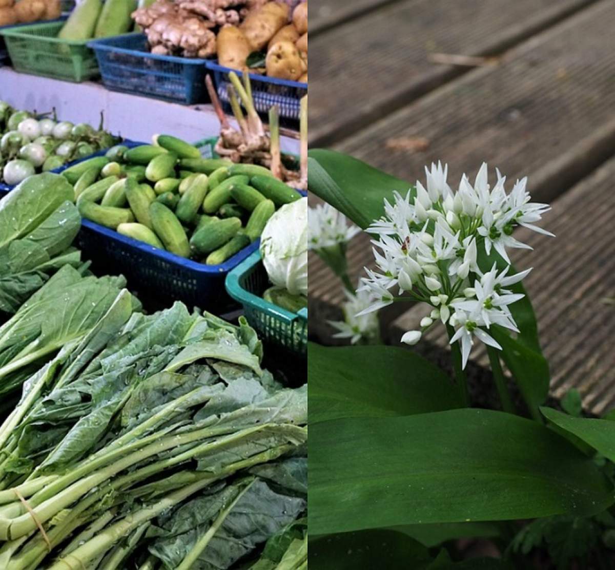 Verdețurile minune ale primăverii. Care sunt plantele cu beneficii uimitoare pentru organism