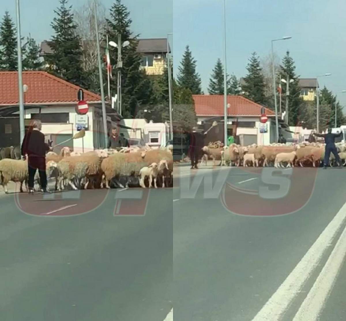 VIDEO / Imaginile zilei! Gigi Becali își mână turma de oi pe o stradă aglomerată din Pipera