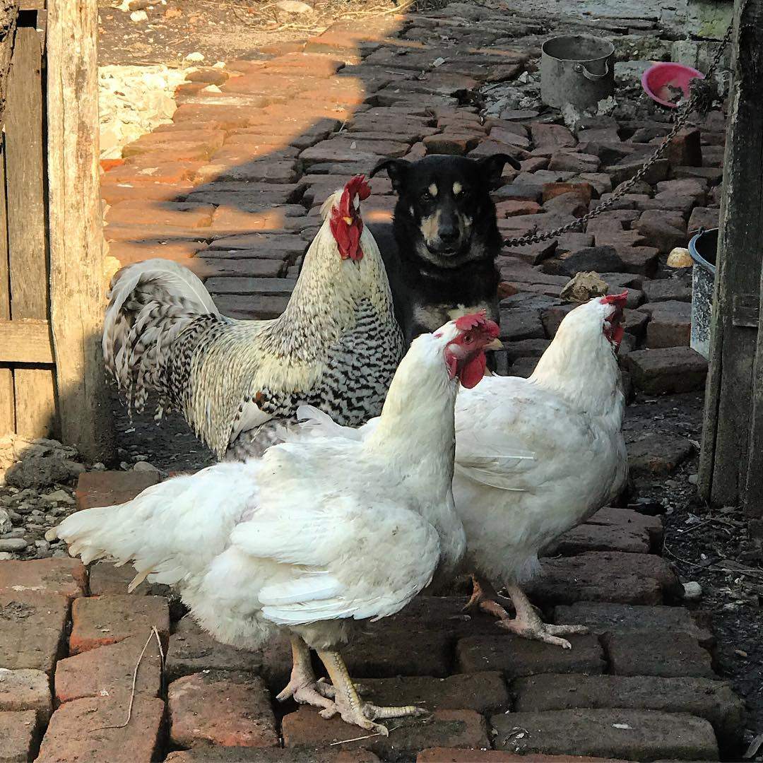 FOTO / Adela Popescu a stârnit o adevărată revoltă: „Păcat de câine! Se vede clar, după bolurile alea infecte!”