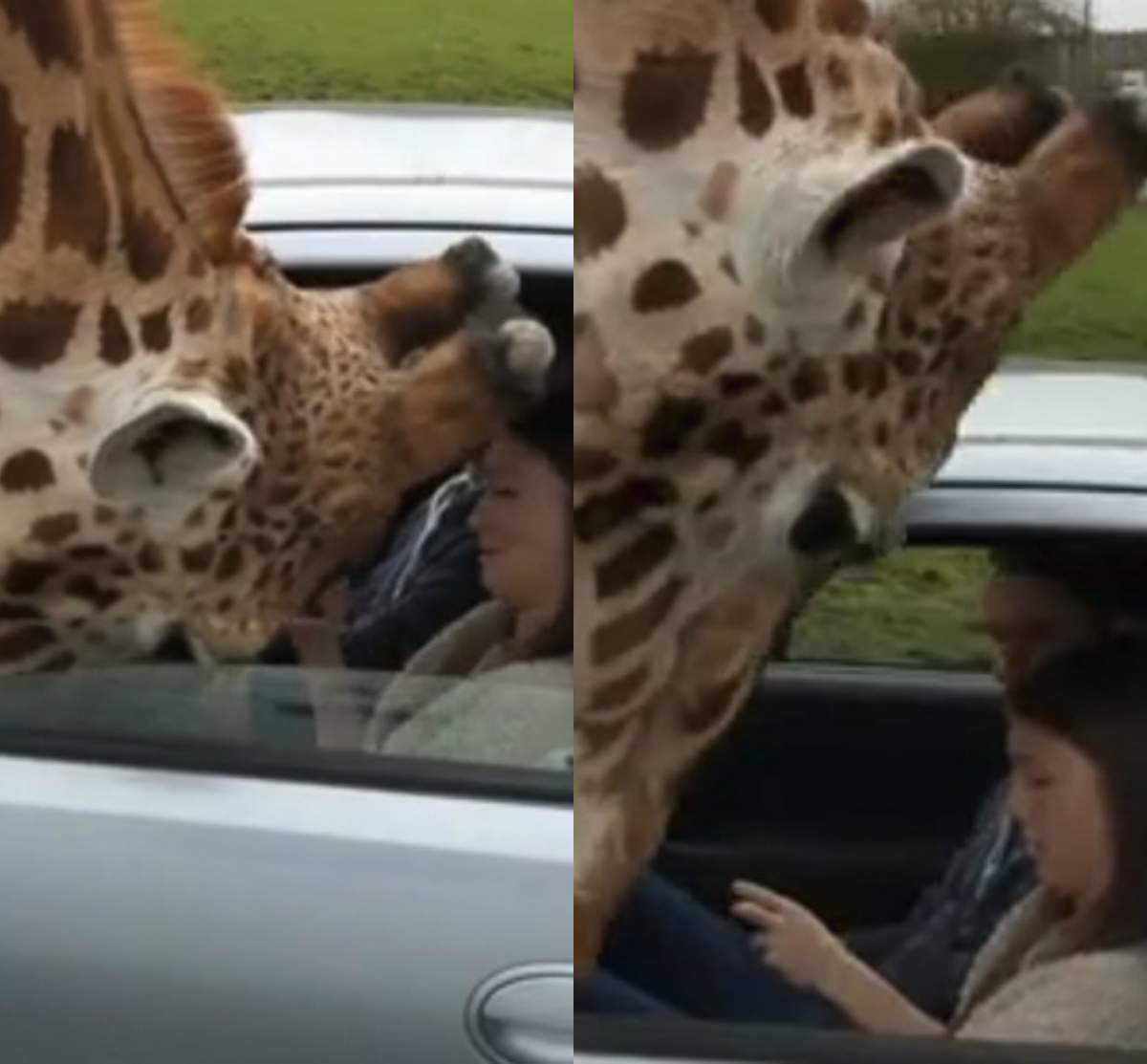 VIDEO VIRAL / Răzbunarea girafei, după ce un cuplu nu a vrut să o hrănească. Oamenii au regretat imediat