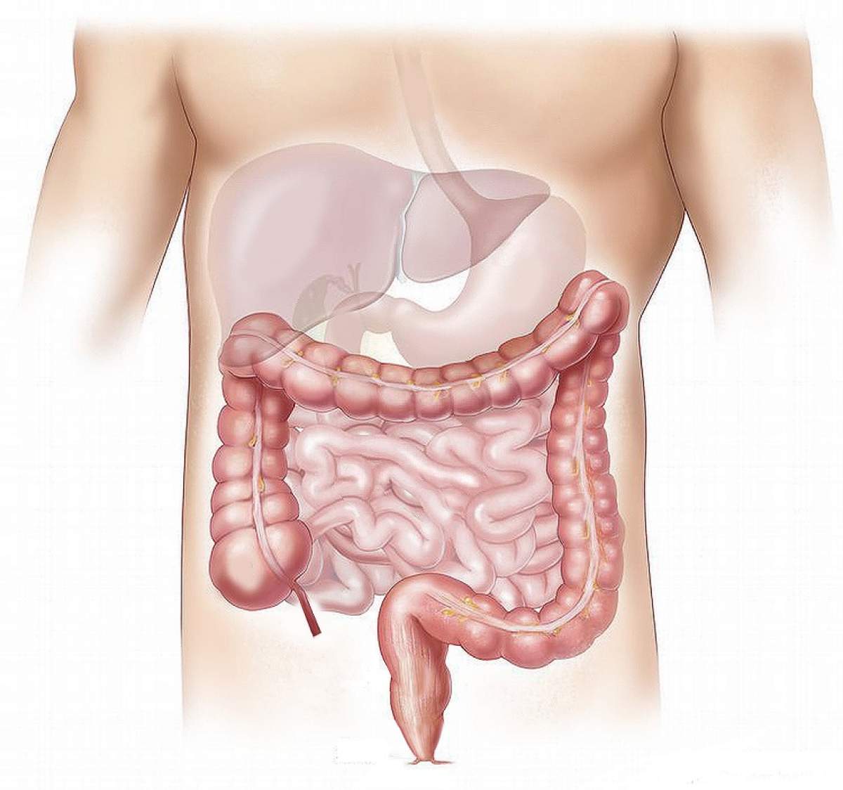 Ficatul gras, cauza celor mai grave boli hepatice! Se poate ajunge la cancer şi ciroză