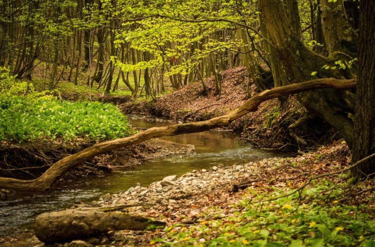 Sfârşit cumplit! A plecat după flori în pădure şi nu s-a mai întors. Ce s-a întâmplat cu bărbatul