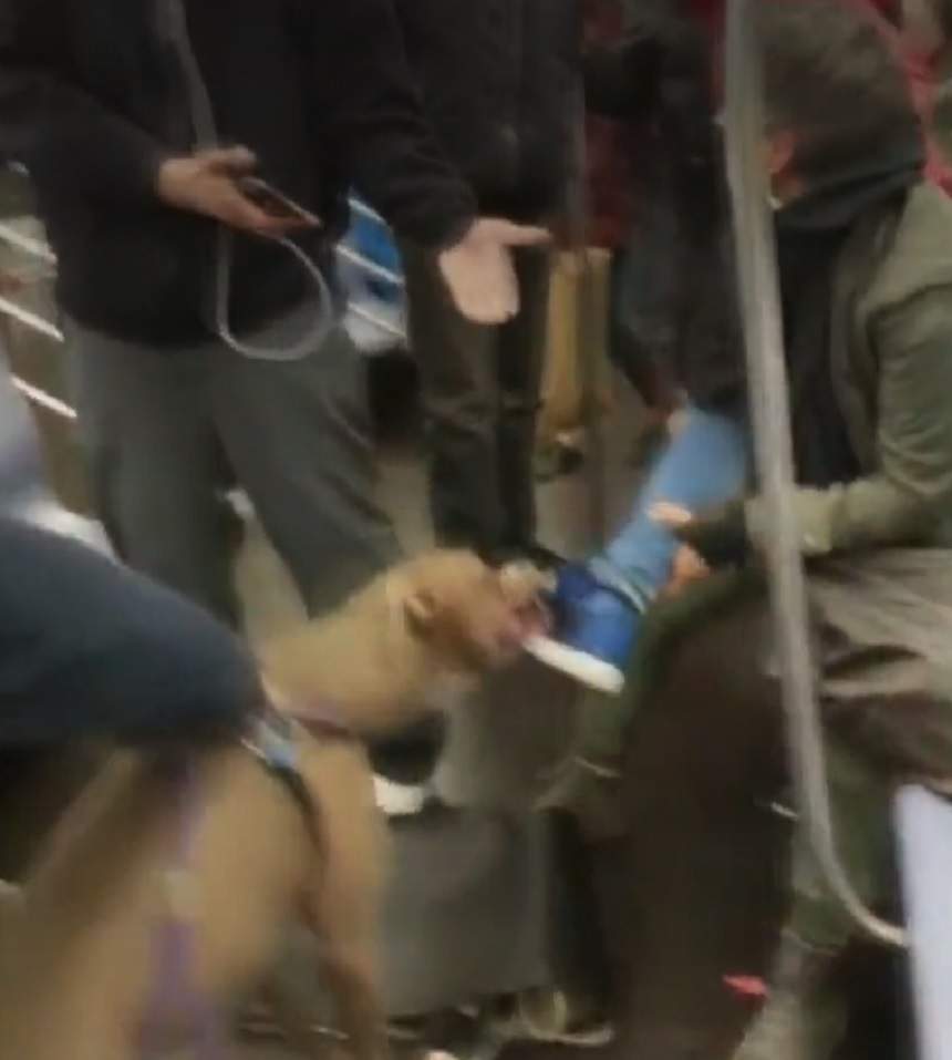VIDEO / Panică la metrou! O femeie a fost atacată de un câine în tren. Călătorii au fost îngroziți