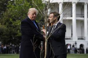 Copacul plantat la Casa Albă de Donald Trump și Emmanuel Macron a dispărut