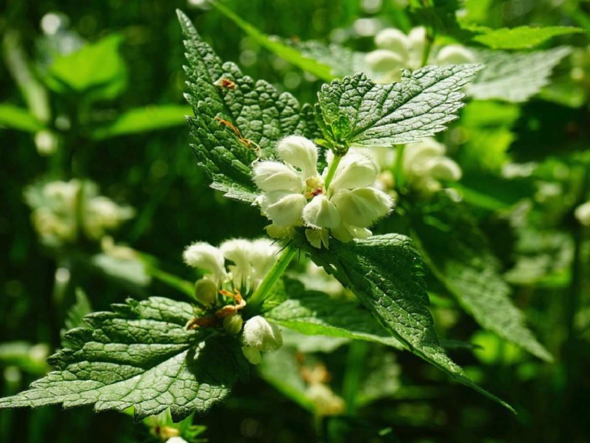 Tratează afecţiunile genitale acasă! Ai nevoie doar de o plantă pe care o găseşti peste tot