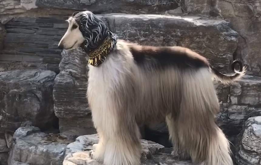 VIDEO / Câinele care petrece timp la salon cât o piţipoancă! Este cel mai "stylish" patruped