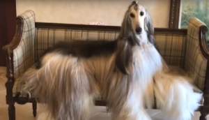 VIDEO / Câinele care petrece timp la salon cât o piţipoancă! Este cel mai "stylish" patruped