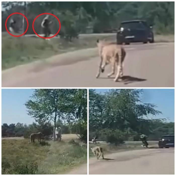 VIDEO & FOTO / Doi soți au fost atacați de gheparzi, la grădina zoologică! Alături de ei mai erau doi copii