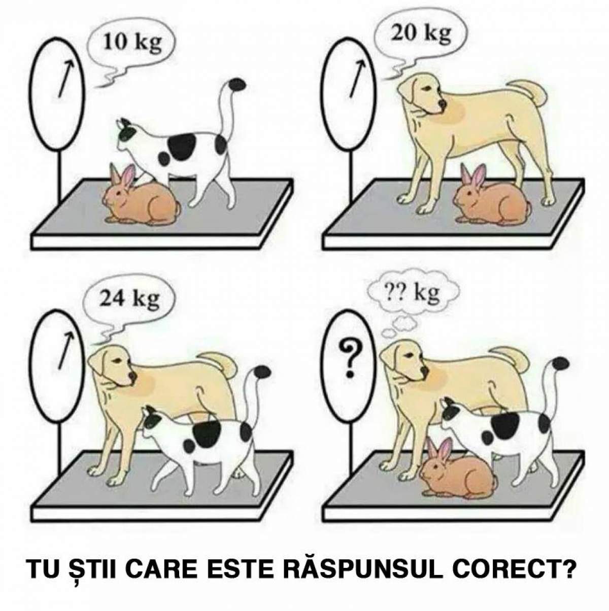 Cel mai greu test! Câte kilograme cântăresc cele trei animale? Tu ştii răspunsul corect?