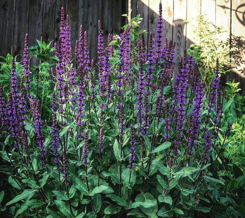 Aceasta este considerată cea mai sănătoasă plantă din lume. Ce boli vindecă