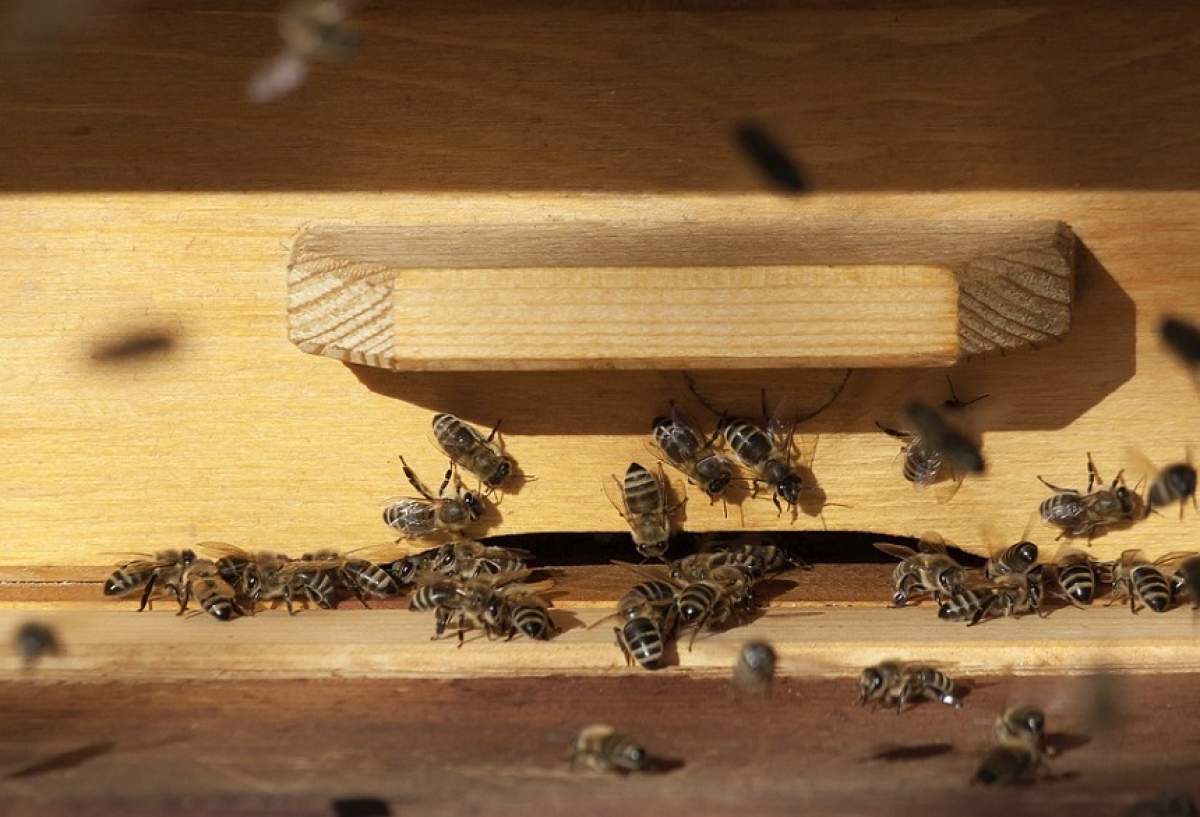 Alertă în Buzău! Doi oameni au murit, iar altul este în şoc anafilactic după ce au fost atacaţi de albine