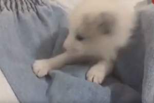 VIDEO / Și-a luat un câine care nu latră niciodată și cu blană neobișnuit de lungă. Când a aflat motivul, a rămas mută!