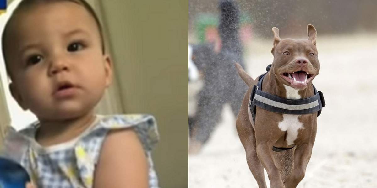 VIDEO / O fetiță de 9 luni a murit după ce a fost sfâșiată de un pitbull. Părinții sunt în stare de șoc