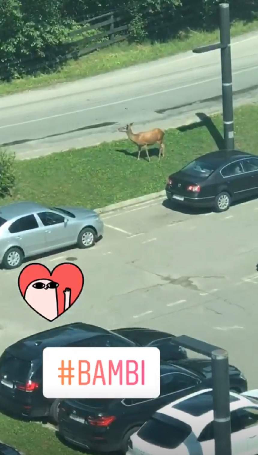 A ieşit pe balcon şi nu i-a venit să creadă ce vede! Denisa de la „Bambi” a scos telefonul şi a înregistrat tot