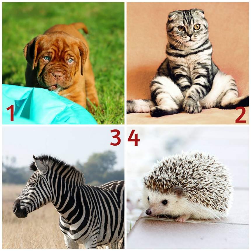 FOTO / TEST: Alege un animal și află ce lucruri rele faci și nu îți dai seama