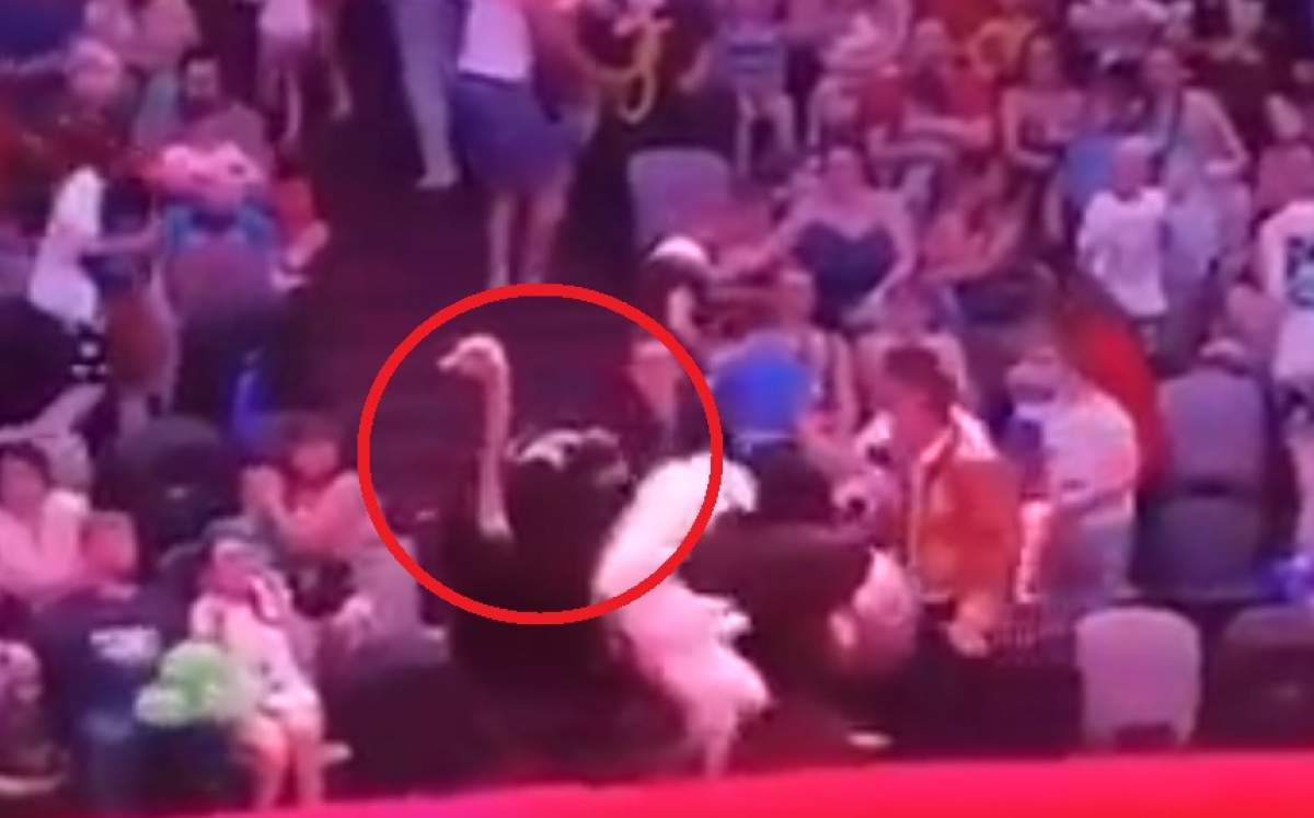 VIDEO / Panică la circ! Un struț s-a urcat peste spectatori și i-a luat la bătaie
