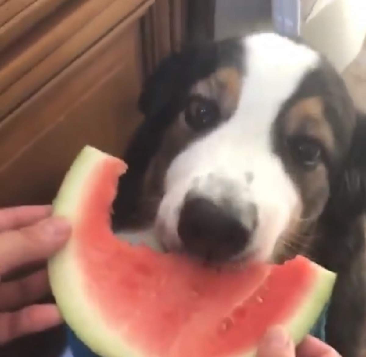 VIDEO / Noua modă pe internet: câini care mănâncă pepene roşu