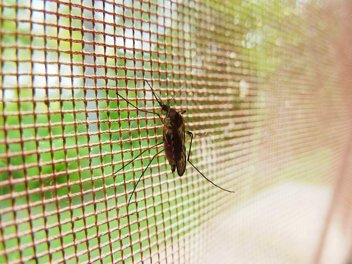 De ce ești mușcat de țânțari mai des decât alți oameni? Răspunsul ar putea fi în șosetele tale