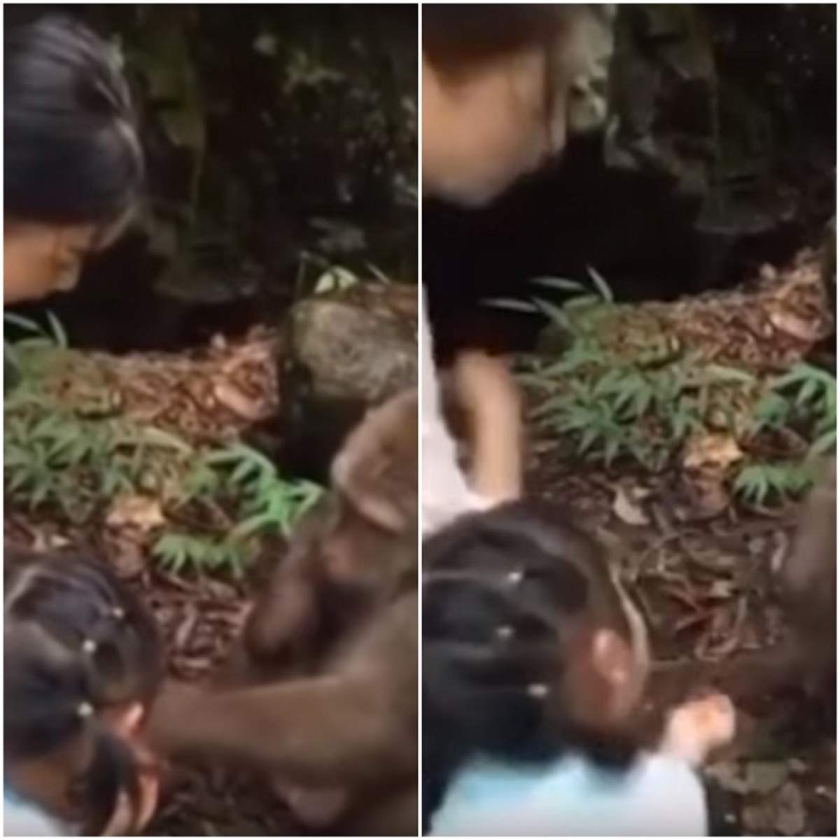 VIDEO / O fetiță hrănea o maimuță, când ceva șocant s-a întâmplat. Mama ei a înghețat de frică