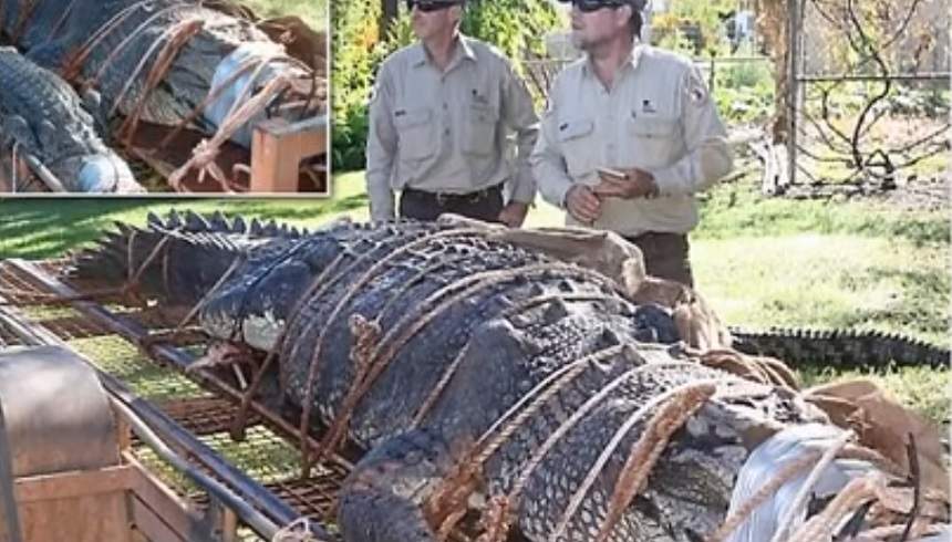 FOTO / Captura incredibilă făcută de niște pădurari din Australia. Au prins un crocodil gigant de 600 kg, căutat timp de 10 ani!