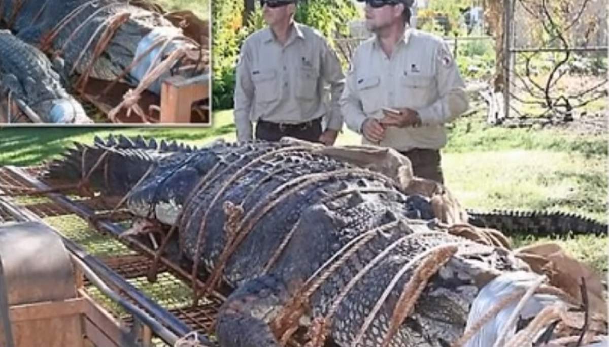 FOTO / Captura incredibilă făcută de niște pădurari din Australia. Au prins un crocodil gigant de 600 kg, căutat timp de 10 ani!