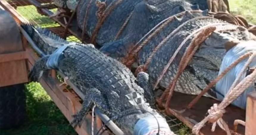 FOTO / Captura incredibilă făcută de niște pădurari din Australia. Au prins un crocodil gigant de 600 kg, căutat timp de 10 ani!