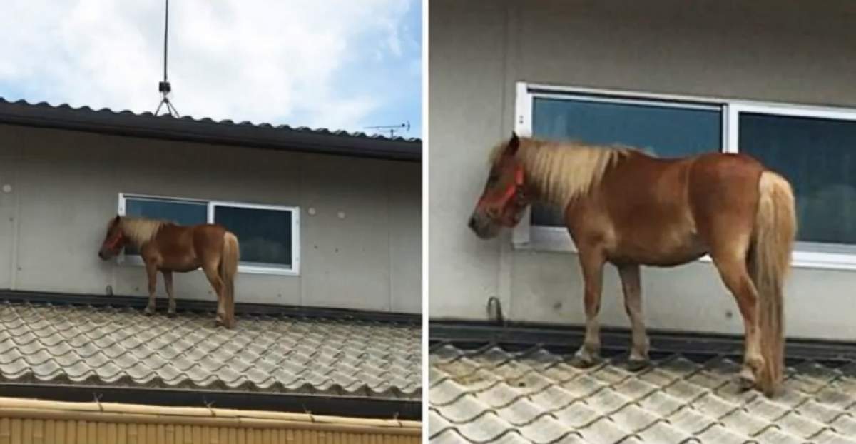 VIDEO / Atenţie, ponei pe acoperiş! Cum a ajuns aici?