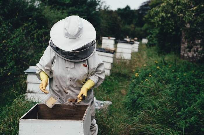 FOTO / Tragedie românească în Italia! Un bărbat de 45 de ani a fost ucis de albine, la o fermă