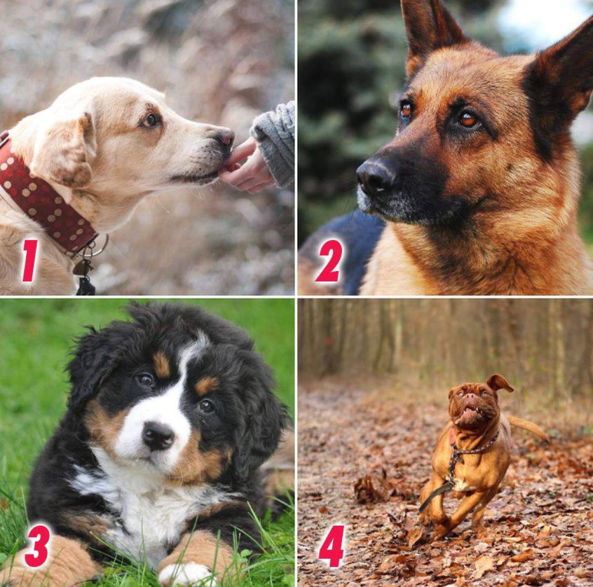 TEST / Alege un câine şi descoperă care dintre prieteni îţi sunt loiali şi care îţi vor înfinge cuţitul în spate