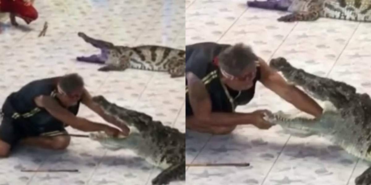 VIDEO / Un dresor şi-a îndesat mână în gura unui crocodil. Ce a  urmat este de-a dreptul şocant