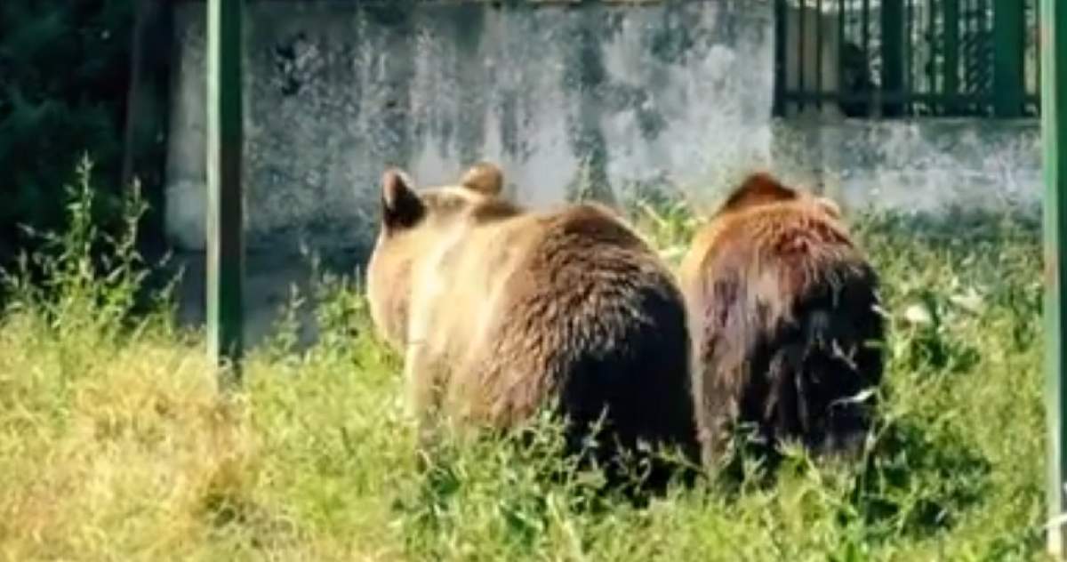Incident șocant la Grădina Zoologică din Brașov. Doi îngrijitori au fost sfâșiați de urs, sub ochii vizitatorilor