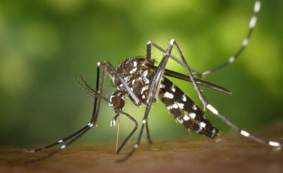 Aşa poţi scăpa foarte simplu de ţânţari! Ele sunt plantele minune care te protejează