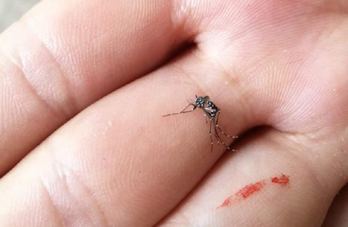 FOTO / Pericol major în România. O specie deosebit de periculoasă de țânțari a pus oamenii în alertă