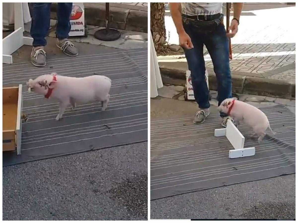 Incredibil! Show în public cu un porc! Animalul se crede căţeluş!