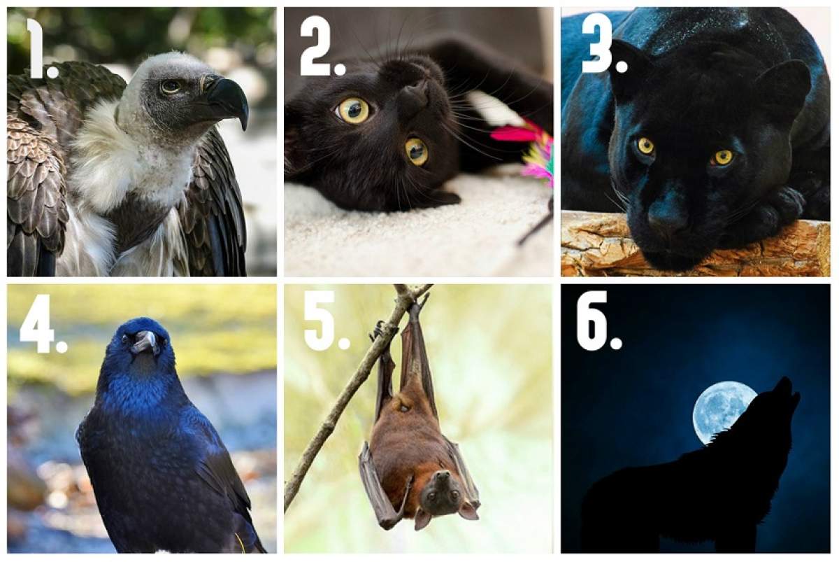 TEST: Animalul pe care îl alegi îți va dezvălui latura întunecată. Ai curaj să afli cele mai neplăcute trăsături ale tale?