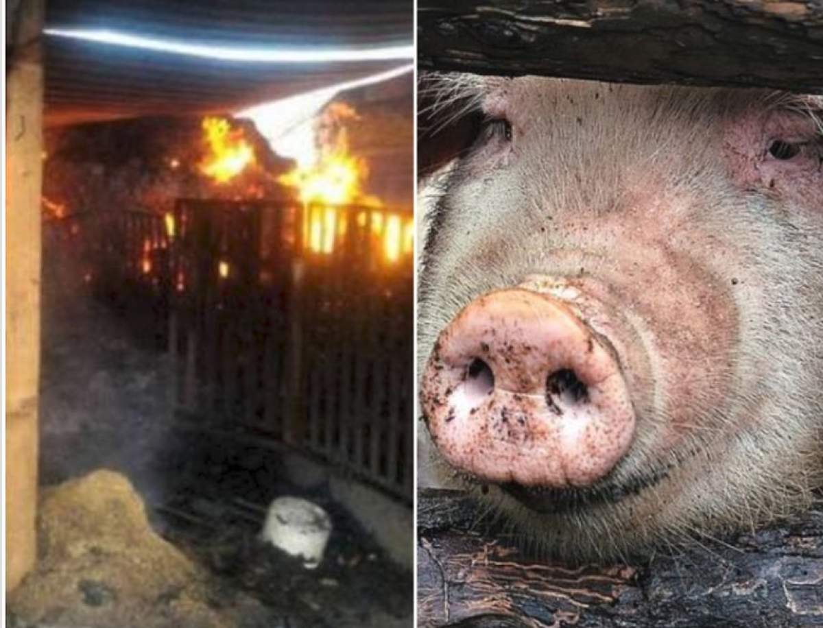 VIDEO / Incendiu devastator la o fermă de porci afectată de pestă porcină, în Brăila. 1.700 de porci au murit
