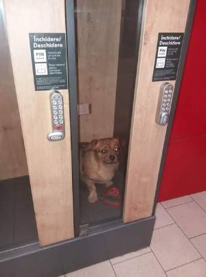 Scandalos! Câine depozitat în supermarket