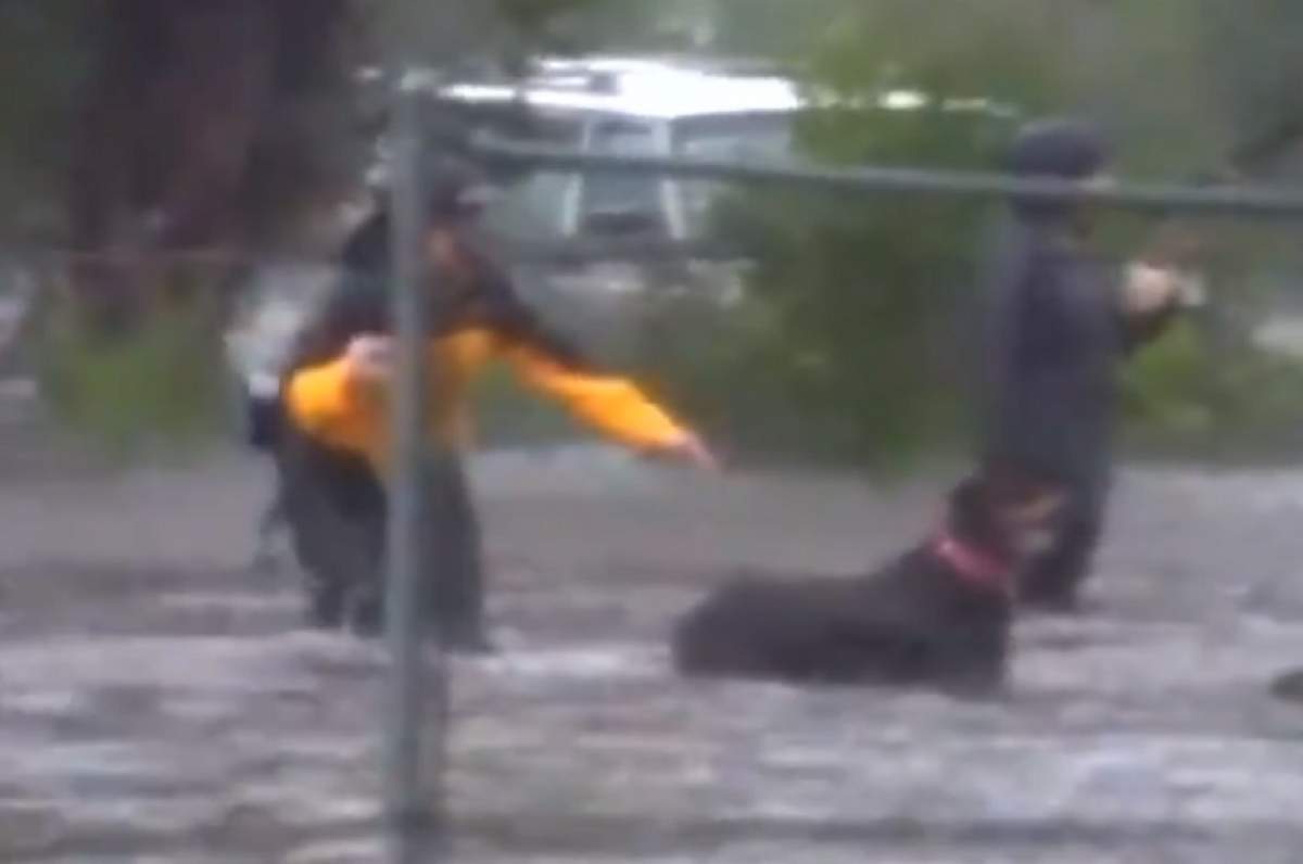 VIDEO / Momentul când un reporter întrerupe o transmisiune live pentru a salva un cățel