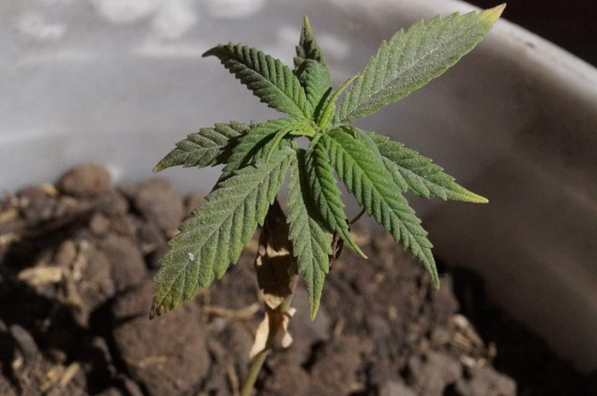 Plantaţie impresionantă de cannabis, în Timişoara! Ce ascundeau traficanţii