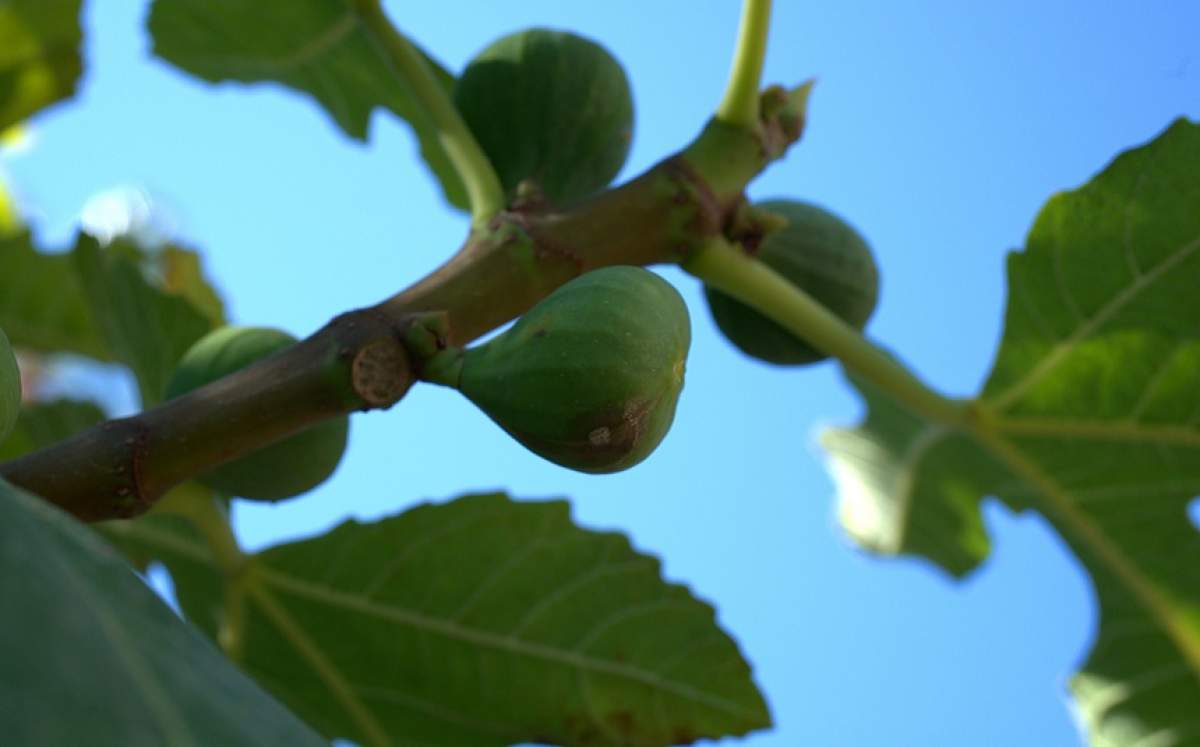 Crimă rezolvată de natură, după 40 de ani! Un smochin a crescut din stomacul victimei