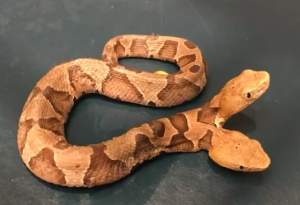 ŞOCANT! A fost găsit un şarpe cu două capete în SUA