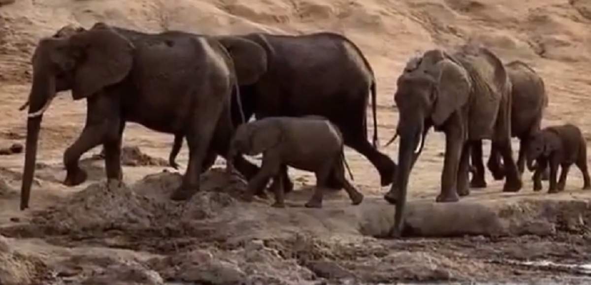 O turistă a murit călcată în picioare de un elefant într-un safari. Gestul său a enervat teribil animalul sălbatic