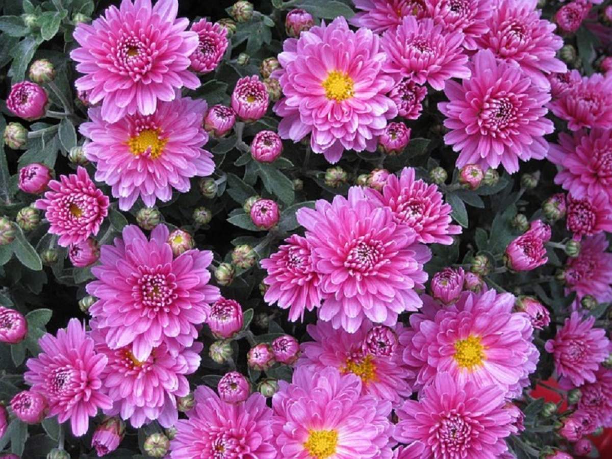 Crizantemele - flori reprezentative ale toamnei