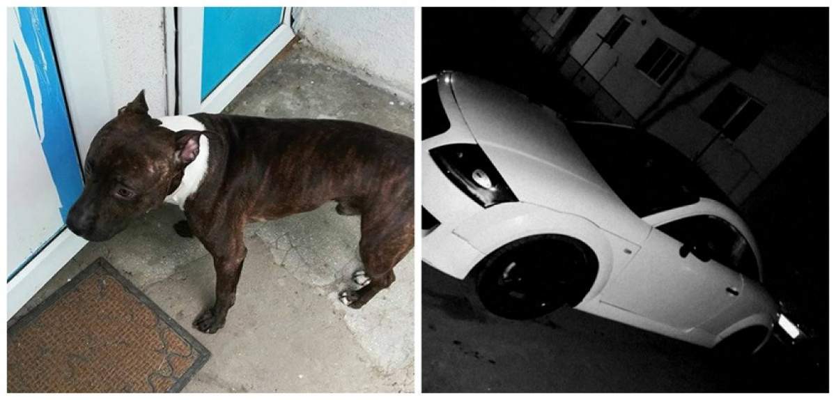 Pierdut câine, ofer mașină recompensă. Se întâmplă în Bârlad