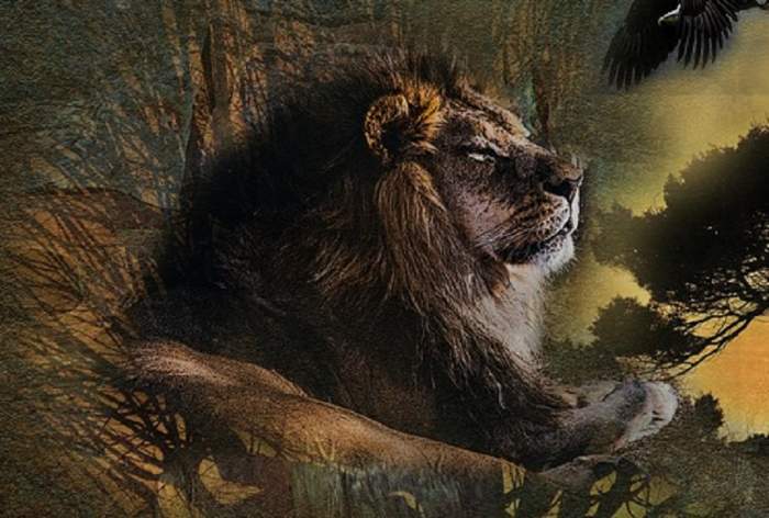 Trei motive pentru care Leii sunt printre cei mai deosebiți nativi din Zodiac
