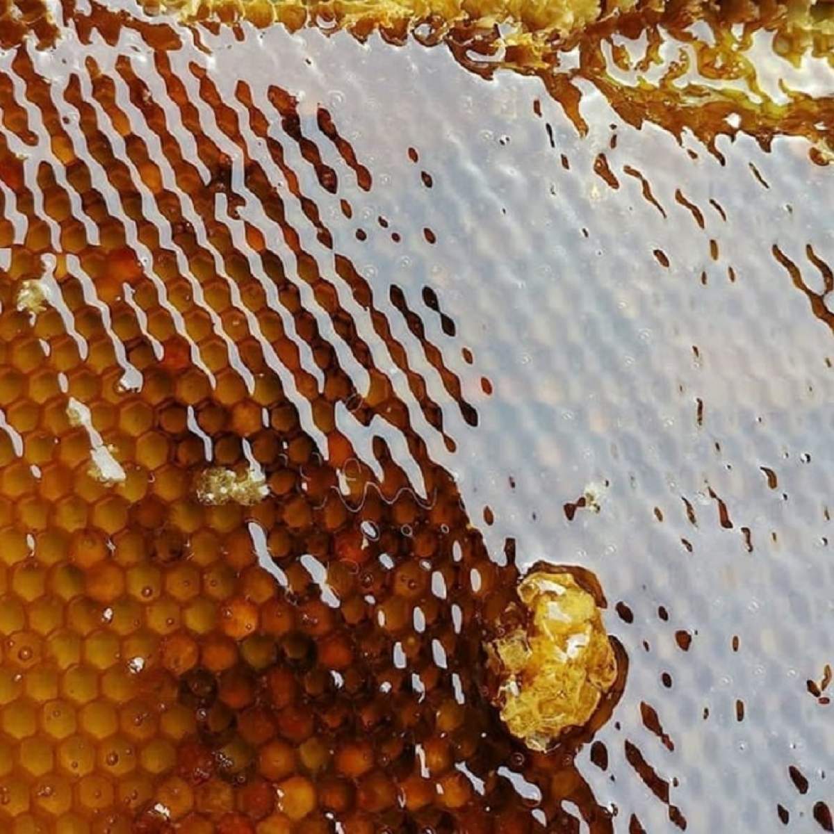 Cât este de sănătoasă mierea naturală de albine