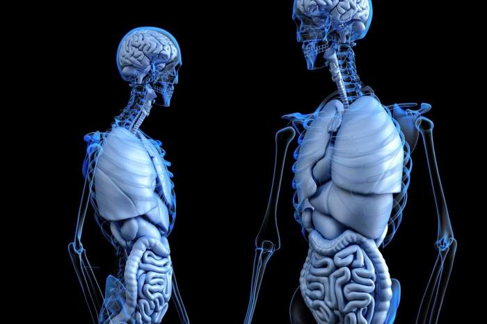 Pariu că nu știai! 5 organe ale corpului omenesc, care sunt complet inutile