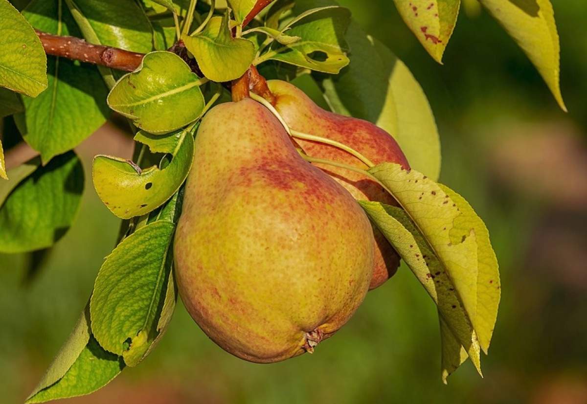 ÎNTREBAREA ZILEI: De ce ar trebui să mănânci mai des pere?