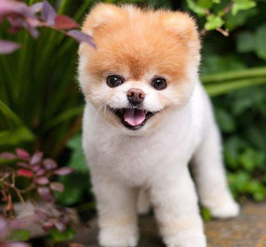 Durere mare pentru fani. "Boo Pomeranianul", cel mai frumos câine din lume, a murit!